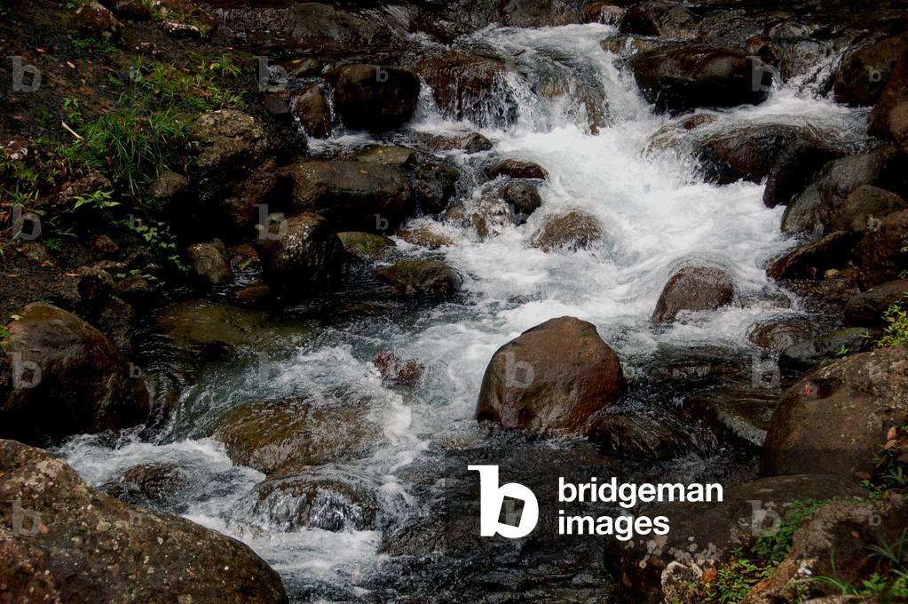 On the Route de la Trace, Martinique, February 2011 (photo)