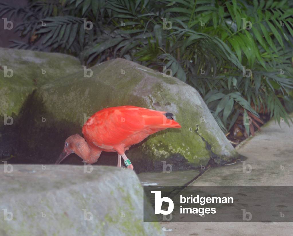 28924N ZOO de VINCENNES PARIS?