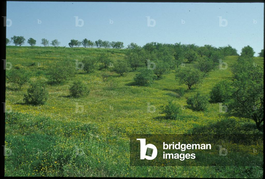 Central Galilee in Spring (photo)