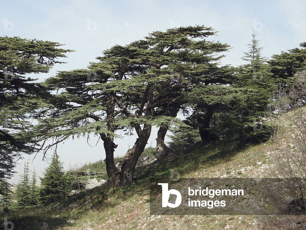 Cedar of Lebanon (photo)