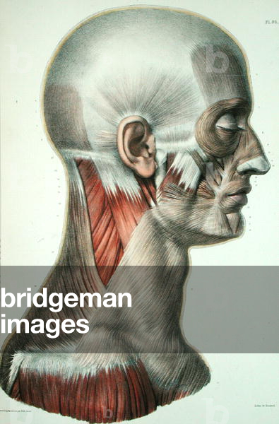 Musculature of the face, plate from 'Traite Complet de l'Anatomie de l'Homme' by Jean-Baptiste Marc Bourgery (1797-1849) engraved by Bernard, Paris, 1831 (colour litho)