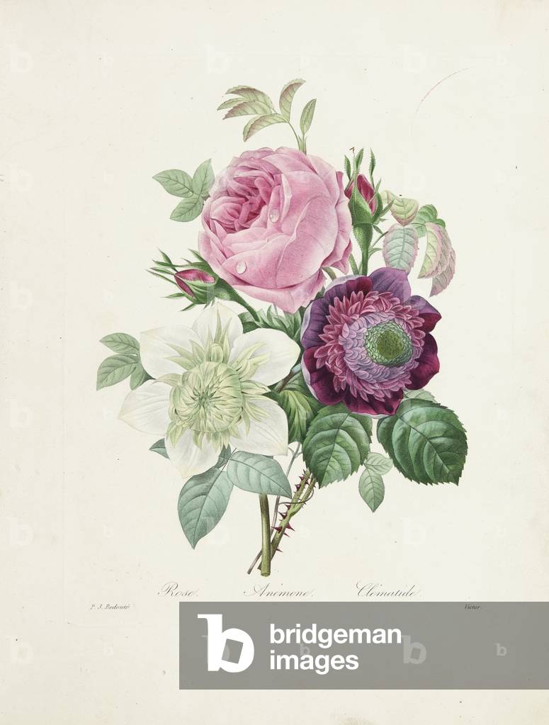 Rose, Anemone and Clematis, engraved by Victor, from 'Choix des Plus Belles Fleurs et des Plus Beaux Fruits', 1827-33 (coloured engraving)