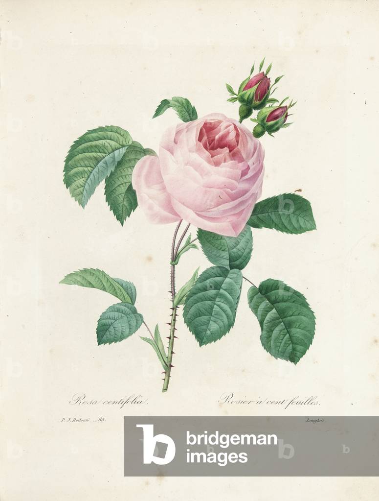 Hundred-Leaved Rose, engraved by Langlois, from 'Choix des Plus Belles Fleurs et des Plus Beaux Fruits', Vol. I,  1827-33 (coloured engraving)