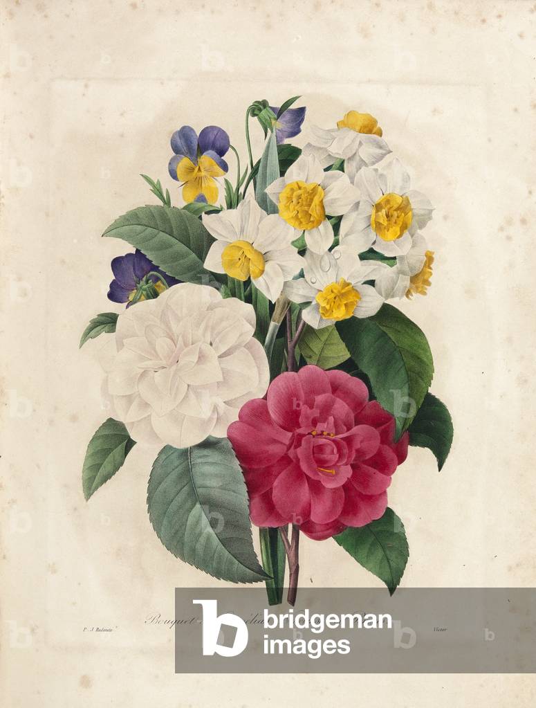 Bouquet of Camellias, Narcissus and Pansies, engraved by Victor, from 'Choix des Plus Belles Fleurs et des Plus Beaux Fruits', Vol. I, 1827-33 (coloured engraving)