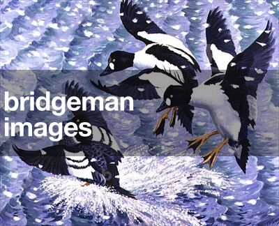 Goldeneye in a Snow Storm