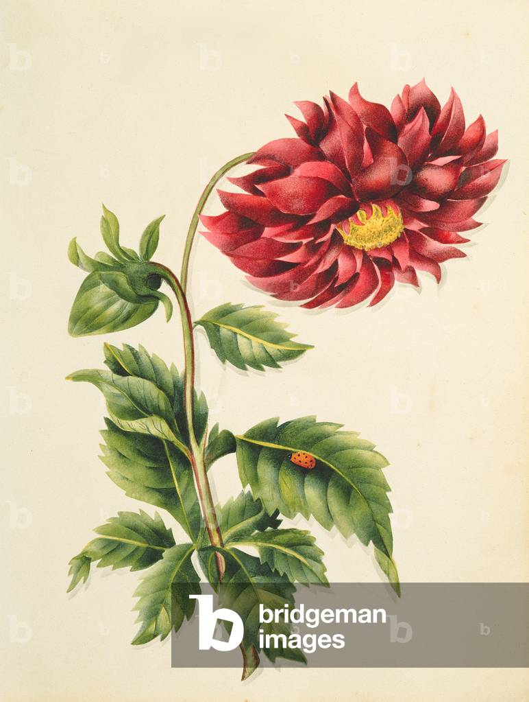 Chrysanthemum, from 'Flowers', an English Botanical Manuscript, c.1840 (w/c)