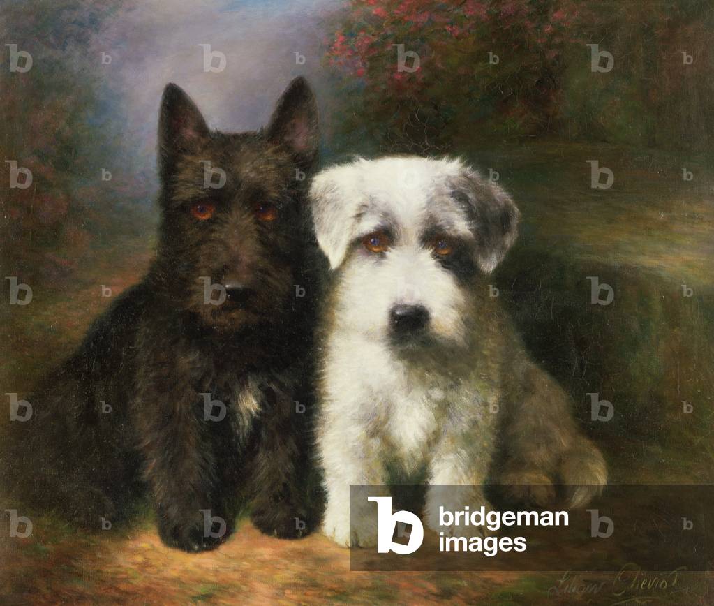 A Scottish and a Sealyham Terrier