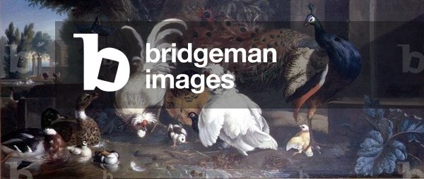 A Peacock, Chickens, Ducks and a Kingfisher