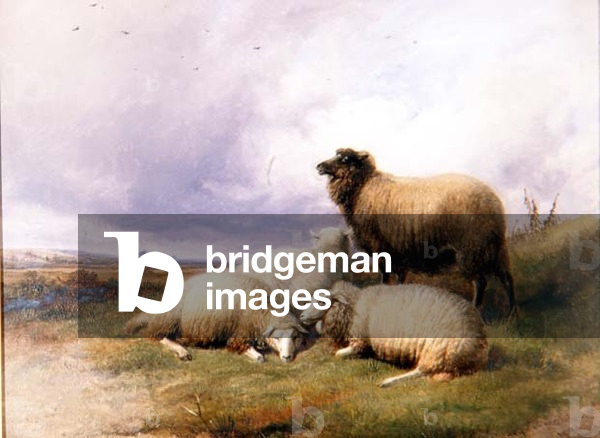 Sheep in a Landscape, 1894 (oil on board)