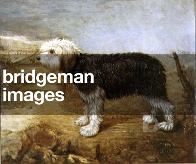 A Sheepdog, Fields Beyond
