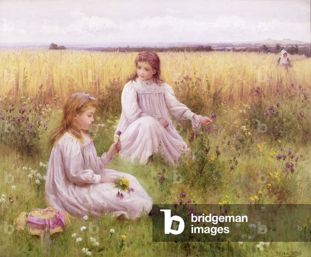 Meadow Flowers