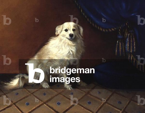 A Toy Dog