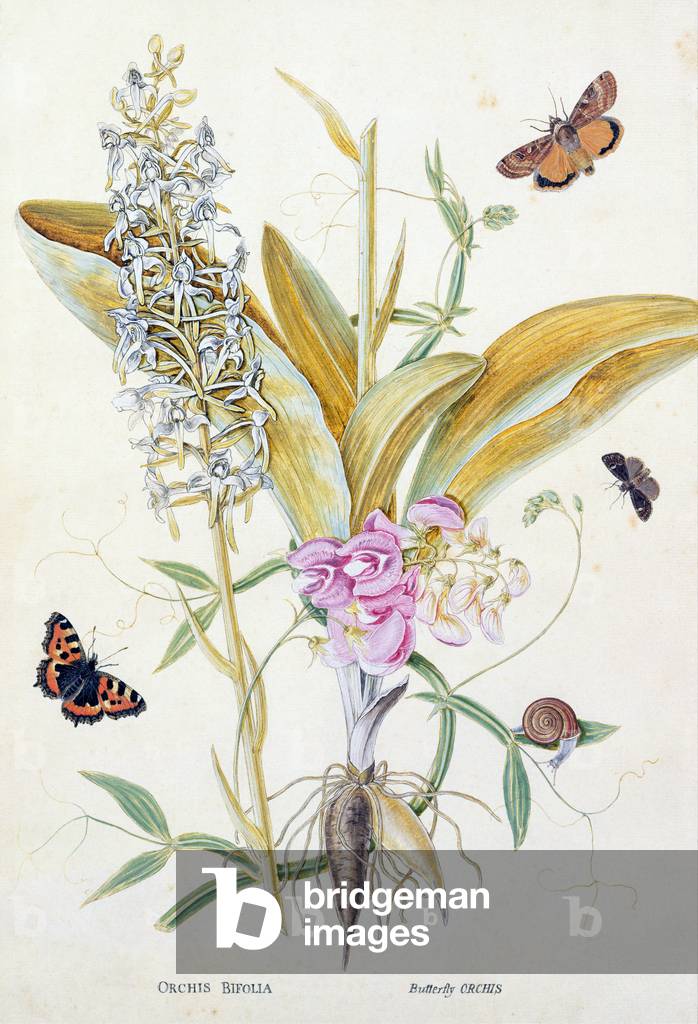Orchid: Bifolia (Butterfly Orchid), print, c.1860