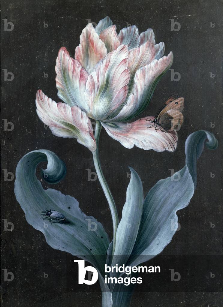 Parrot Tulip with Butterfly and Beetle (gouache on paper)goauchgouac)