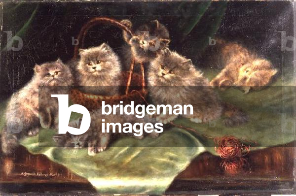 Six Kittens