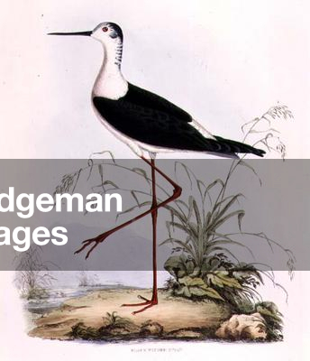 Black Winged Stilt, from 'Illustrations of British Ornithology' (coloured engraving)
