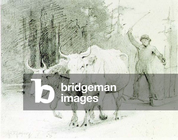 A French Peasant Driving Oxen (charcoal on paper)