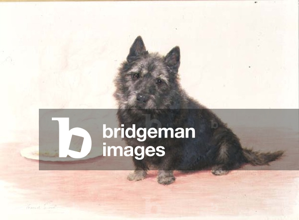 Suppertime - a Scottish terrier sitting by a plate, 1904