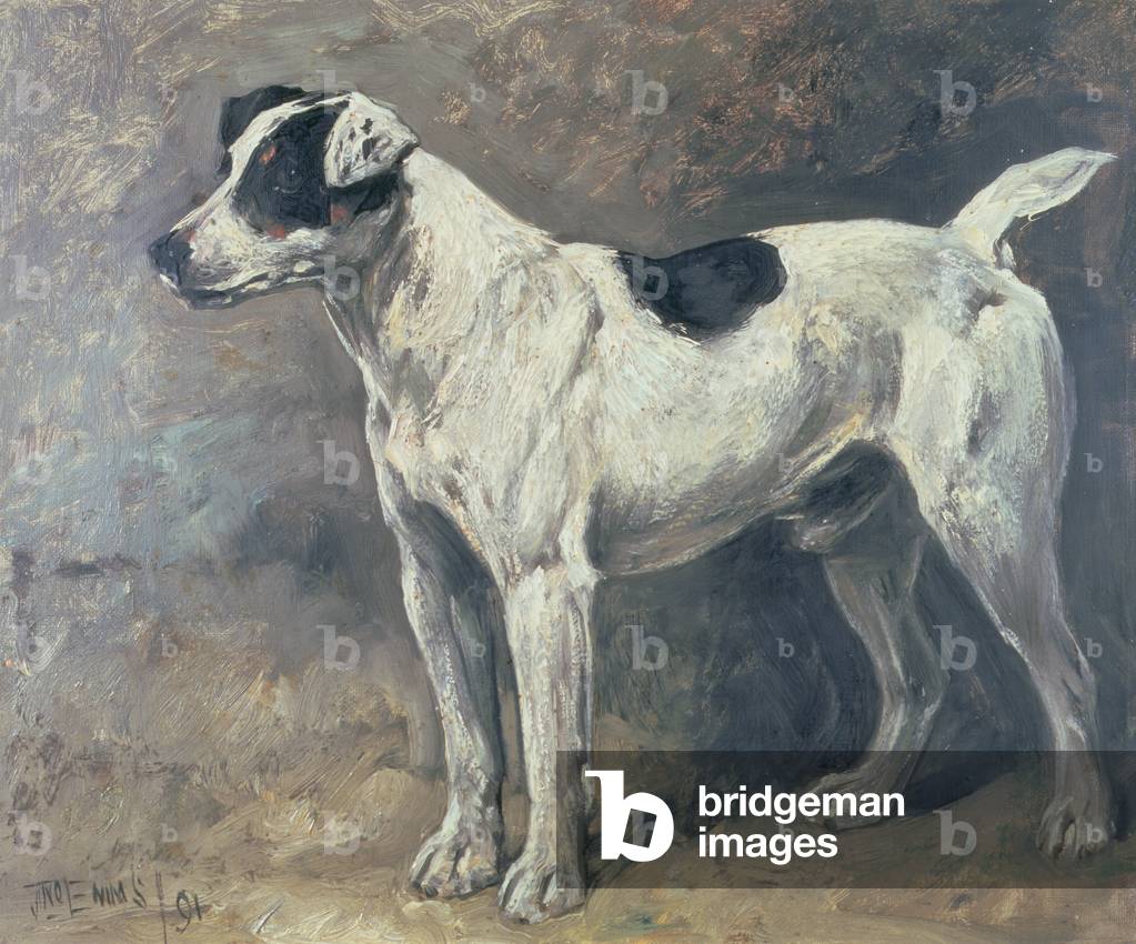 A Jack Russell, 1891