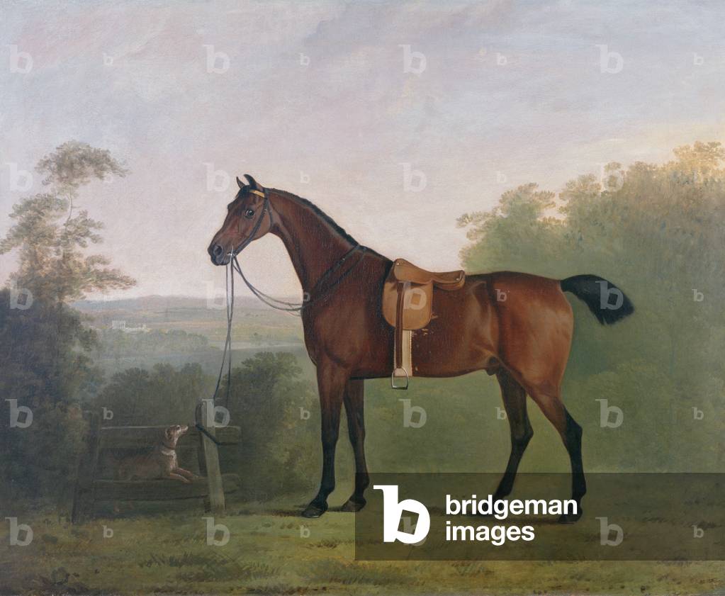 A Bay Hunter in a Landscape