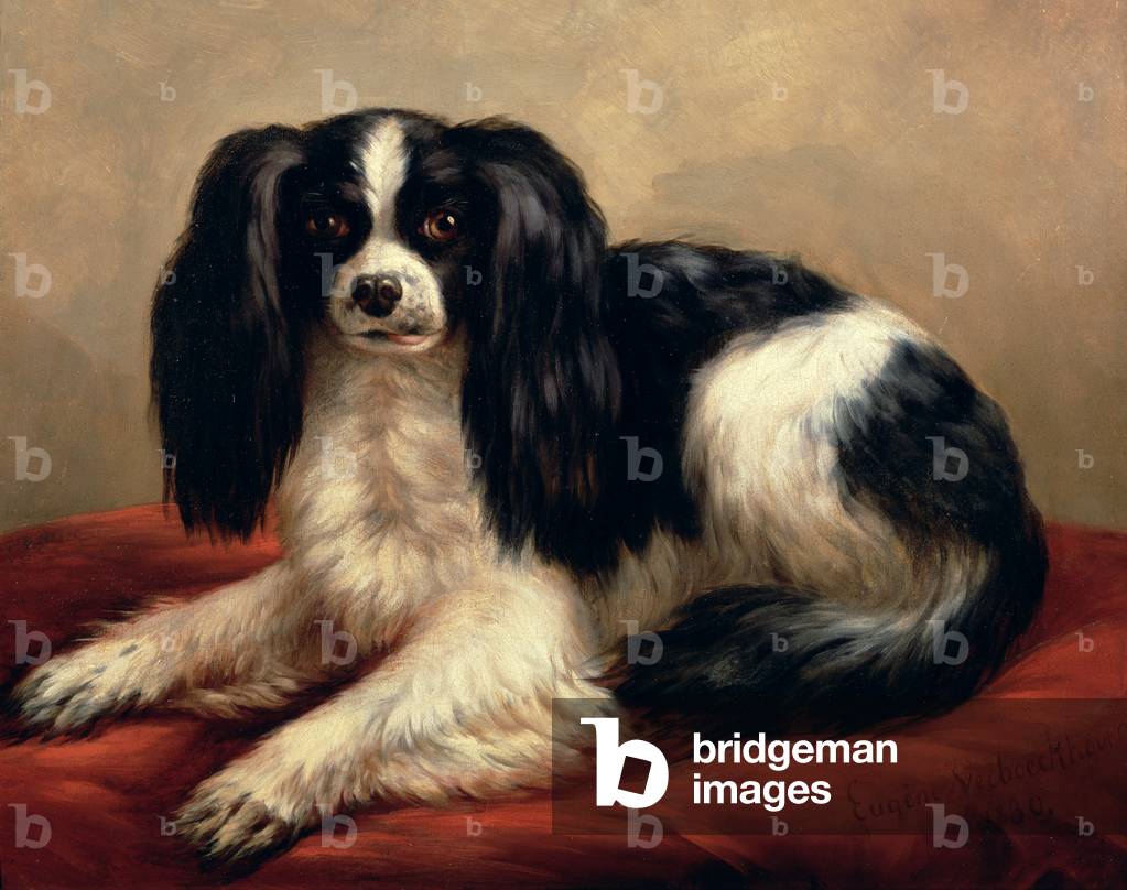 A King Charles Spaniel Seated on a Red Cushion