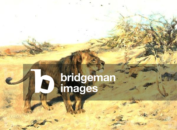 A Lion Amongst Scrub