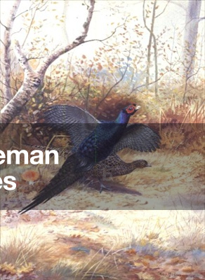 A Cock and Hen Pheasant in Undergrowth (gouache)