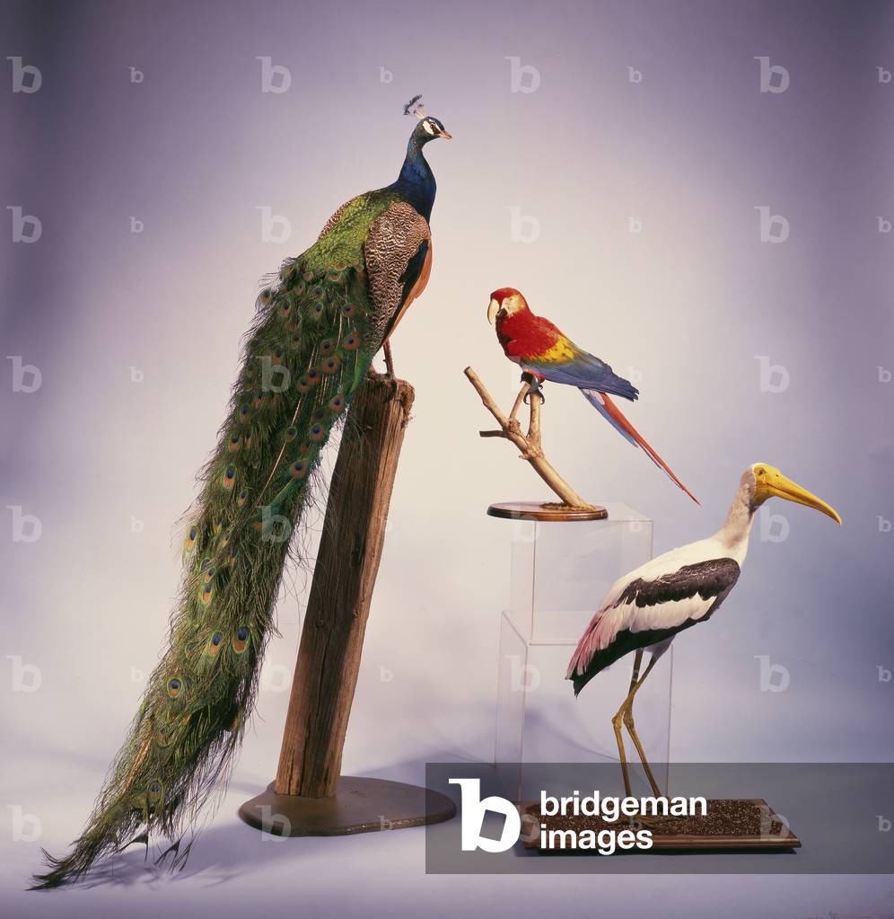 A peacock, a scarlet macaw and a painted stork (photo)