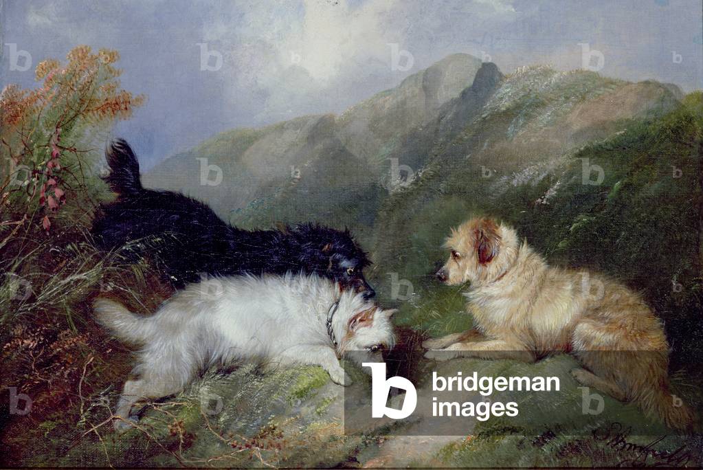 Terriers Rabbiting
