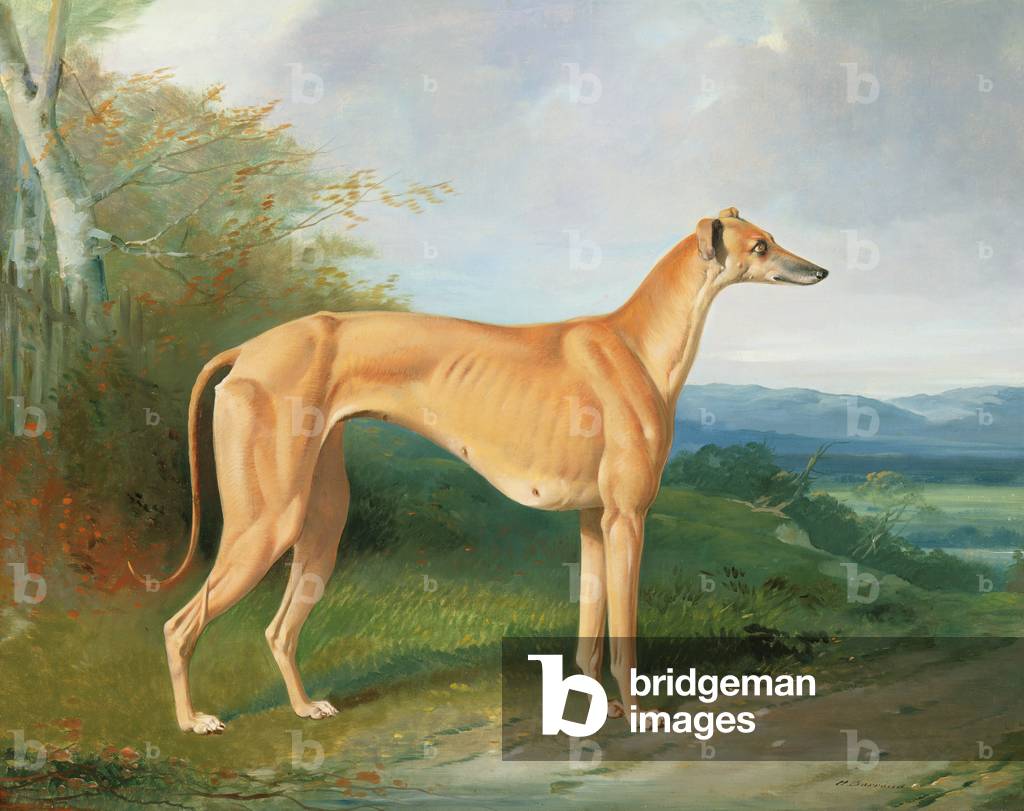 The Greyhound Bitch Lydia