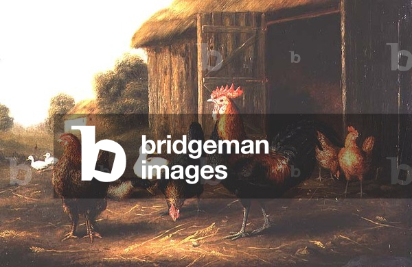 Chickens and Ducks in a Farmyard