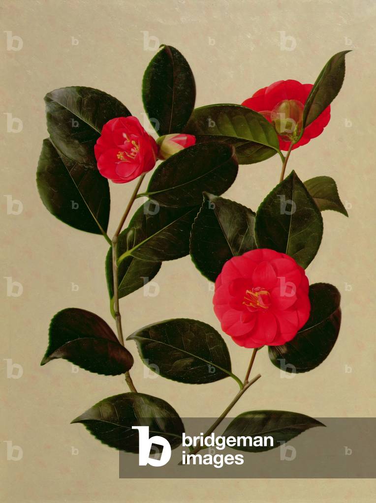Camellia japonica (oil on paper)