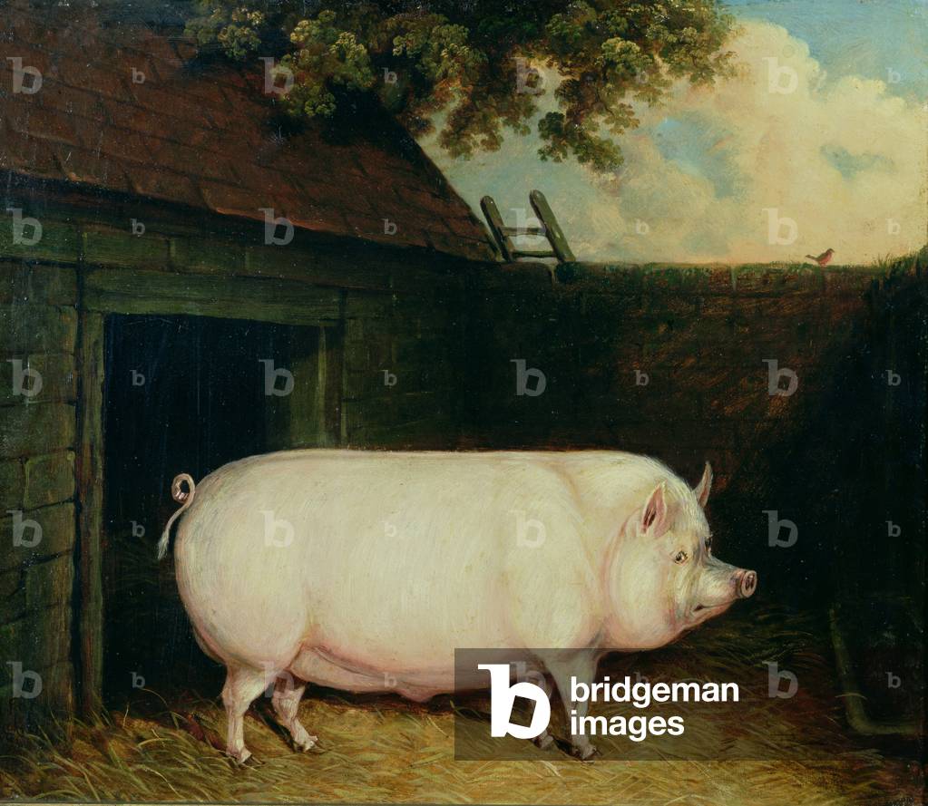 A Pig in its Sty