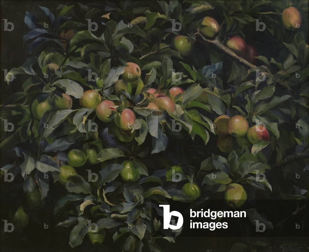 Ripe Apples