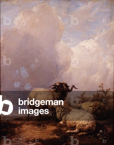 Sheep in Landscape