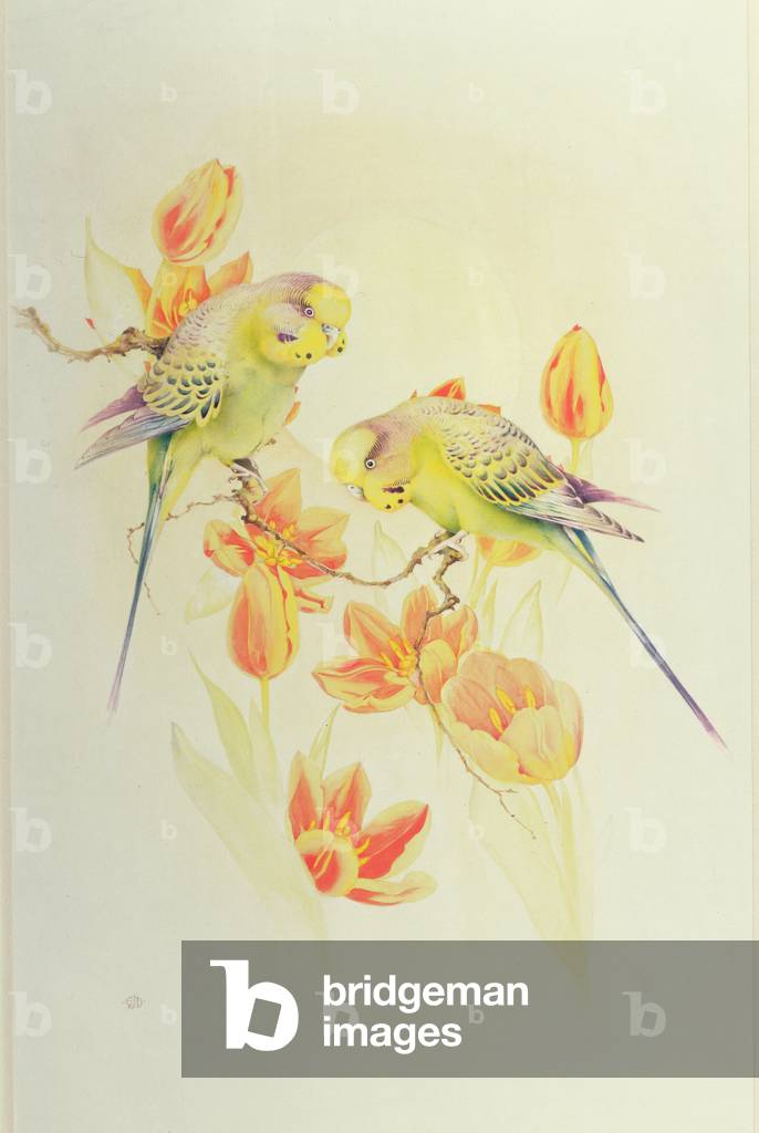 Budgerigars Among Tulips