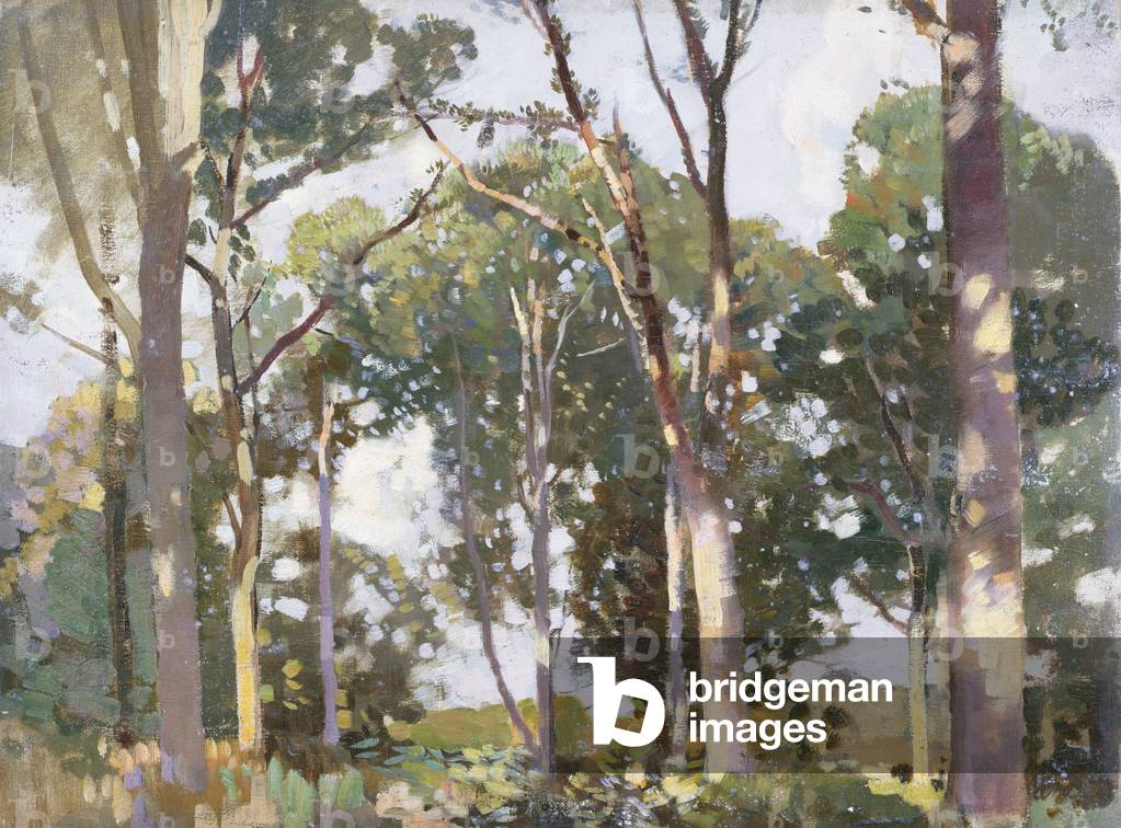 Trees in sunlight (panel)