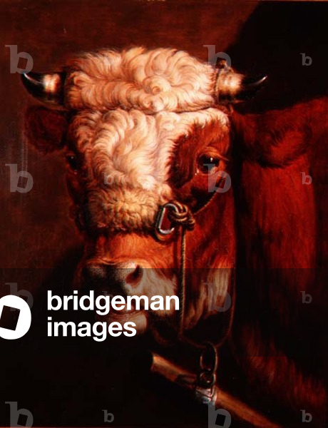 Portrait of a Bull's Head