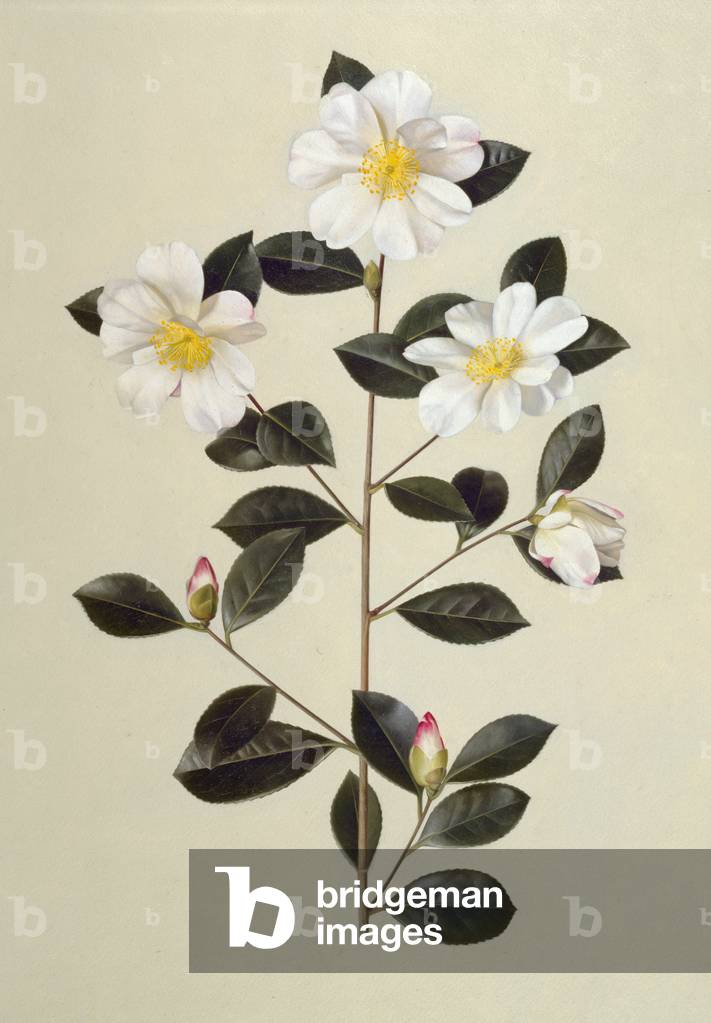 Camellia japonica (oil on paper)