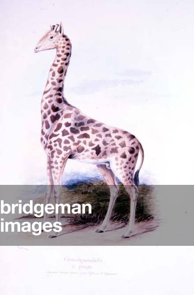 Giraffe by James Edwin Edward Dawe, illustration to The Ruminantia Vol. I (w/c)
