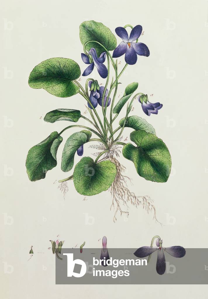 Violets, page from an Album of Botanical Studies c.1830
