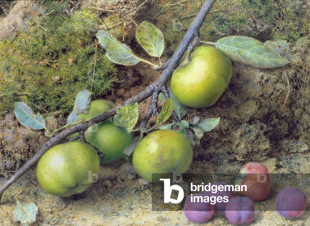 Apples and Plums on a Mossy Bank (gouache)