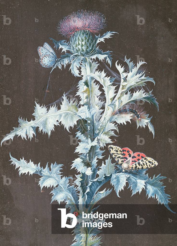 Still Life of a Thistle (gouache)