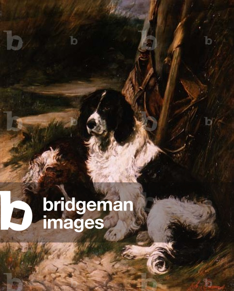 Brown and White and Black and White Spaniel