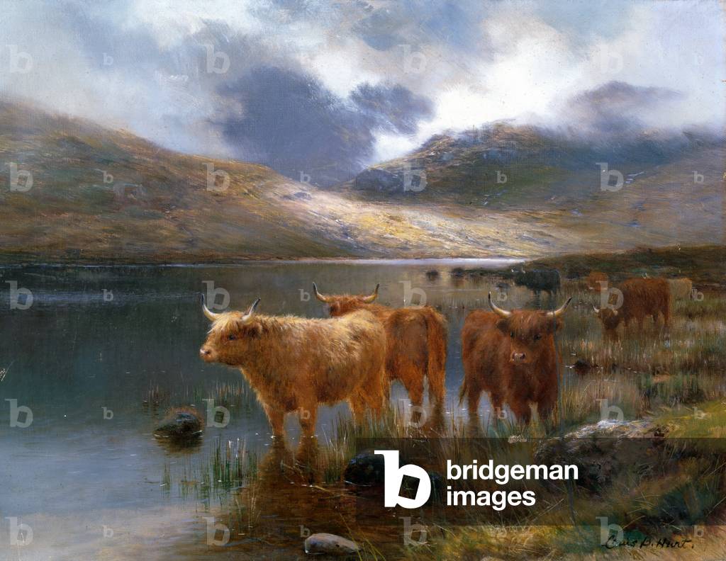 Highland Cattle by a Loch