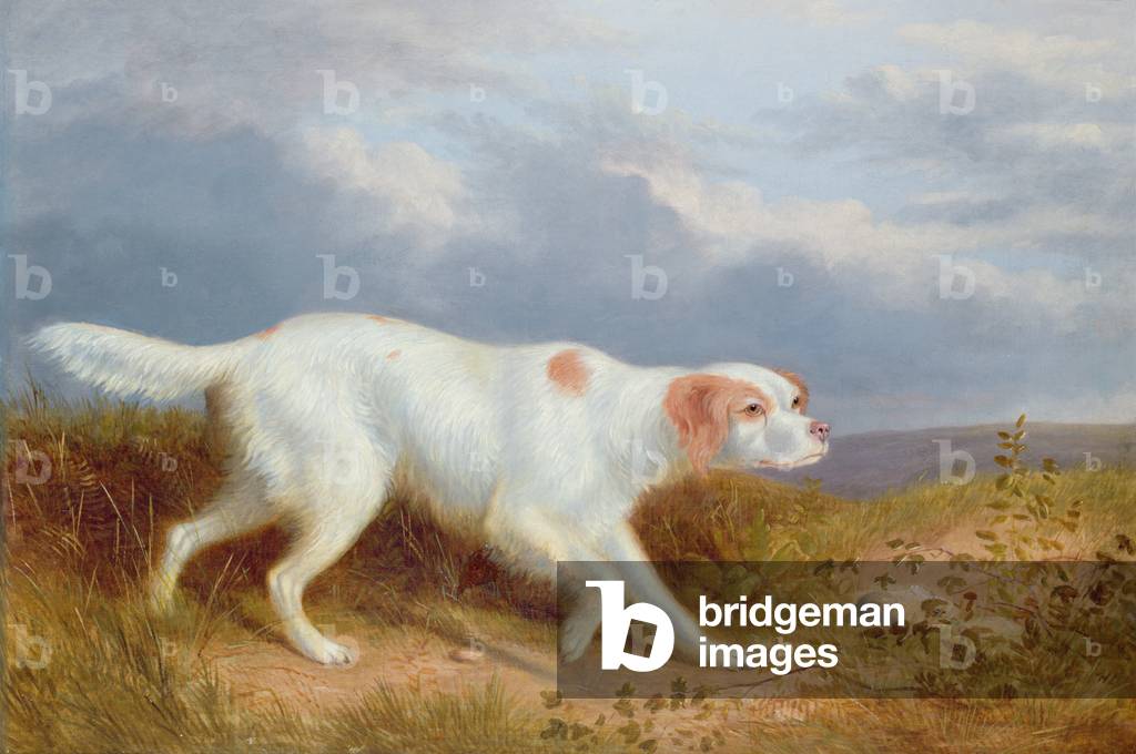 A Setter on the Moor