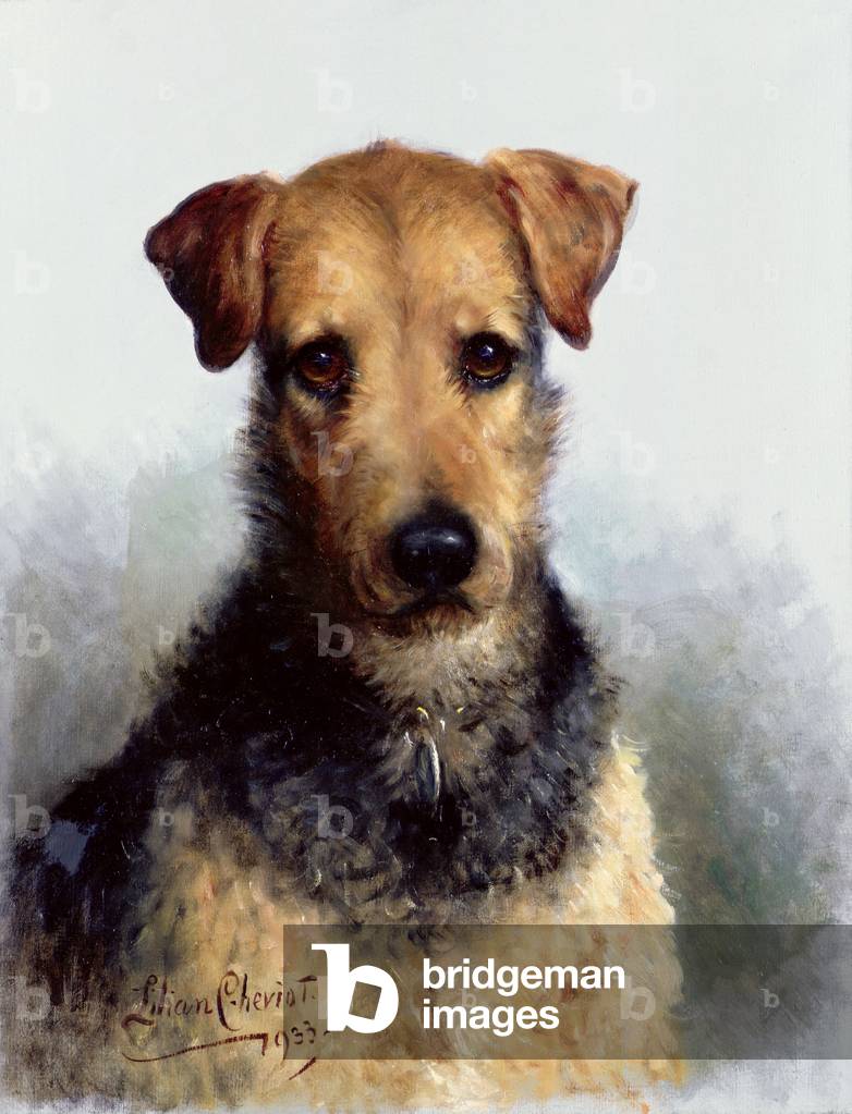 Wire Fox Terrier, 1933