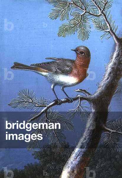 Robin Standing on a Branch