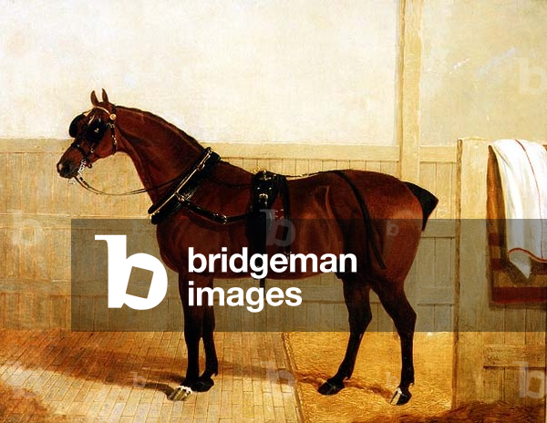 Prize Shire Horse in Harness, 1835