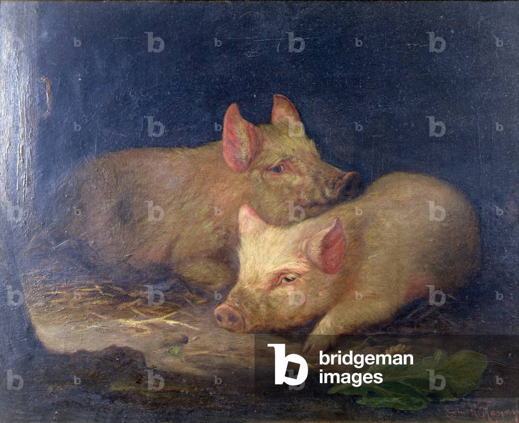 Two Prize Pigs in an Interior